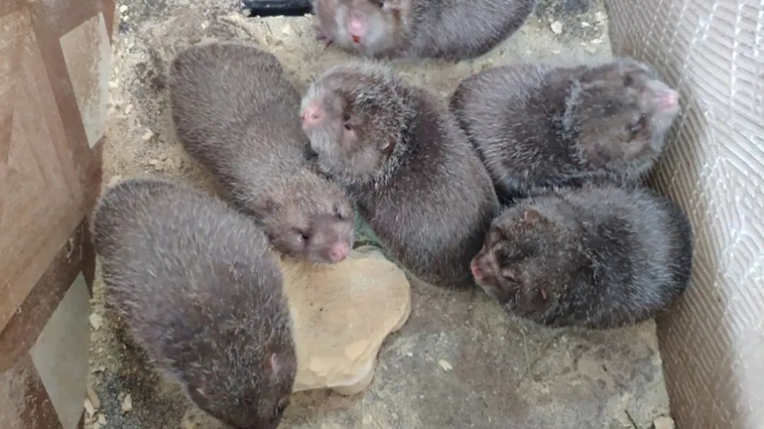 1800万只竹鼠判死缓:10万养殖户的生计和20亿元生意