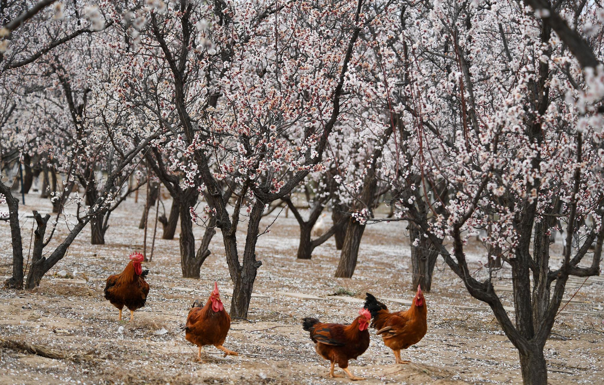 陕西榆阳:黄土高坡杏花开