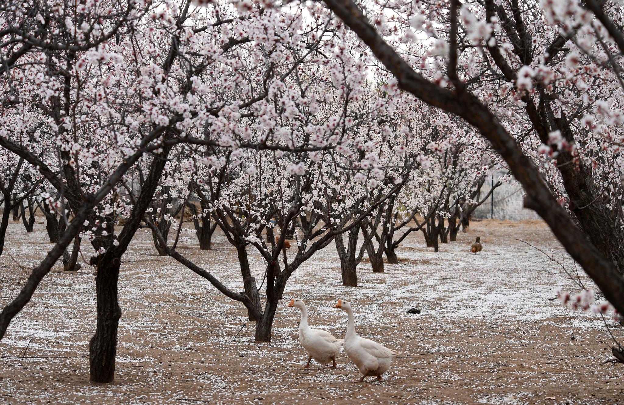 陕西榆阳:黄土高坡杏花开|古塔_新浪新闻
