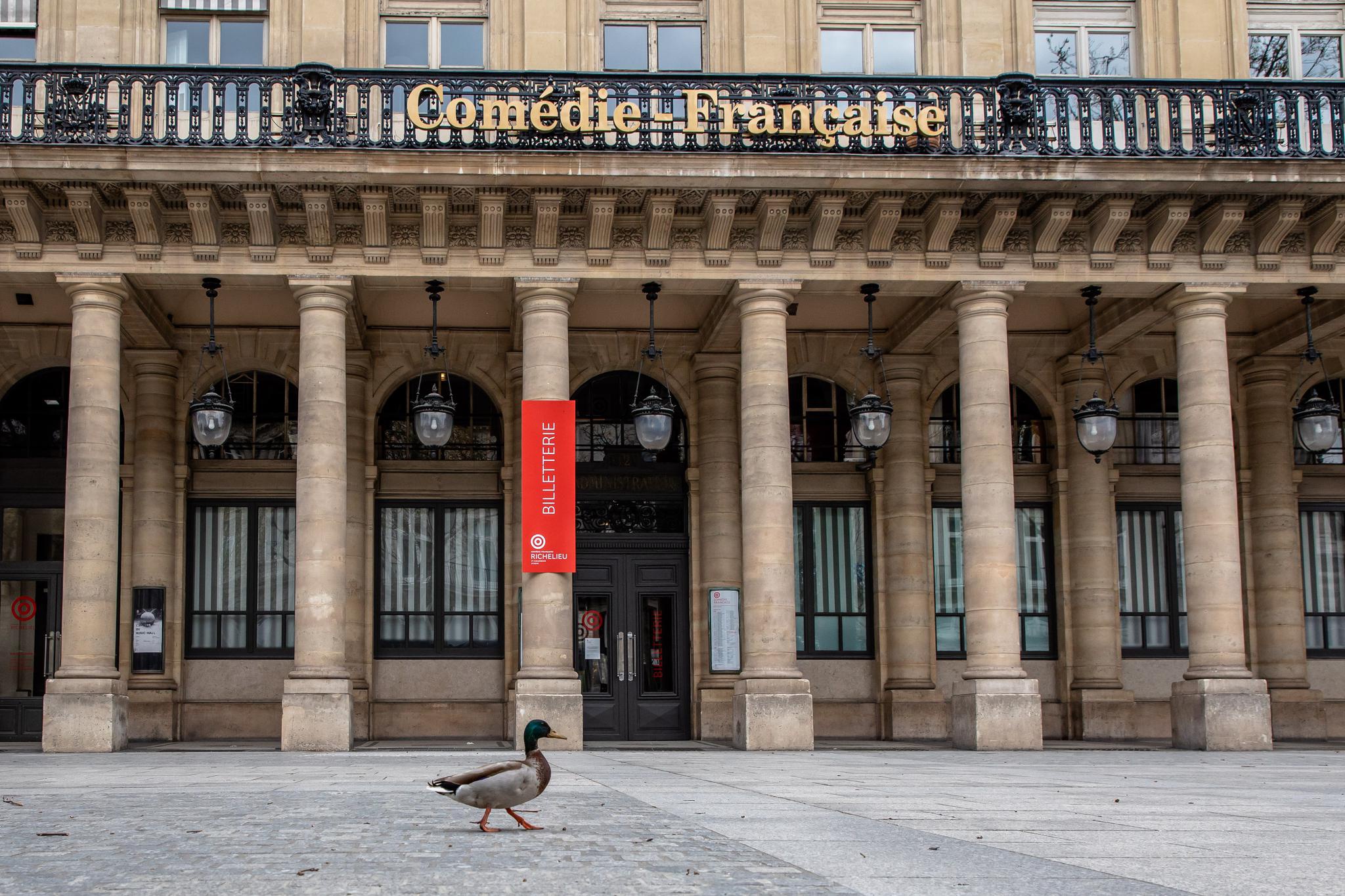 空城巴黎:鸭子也上街啦!