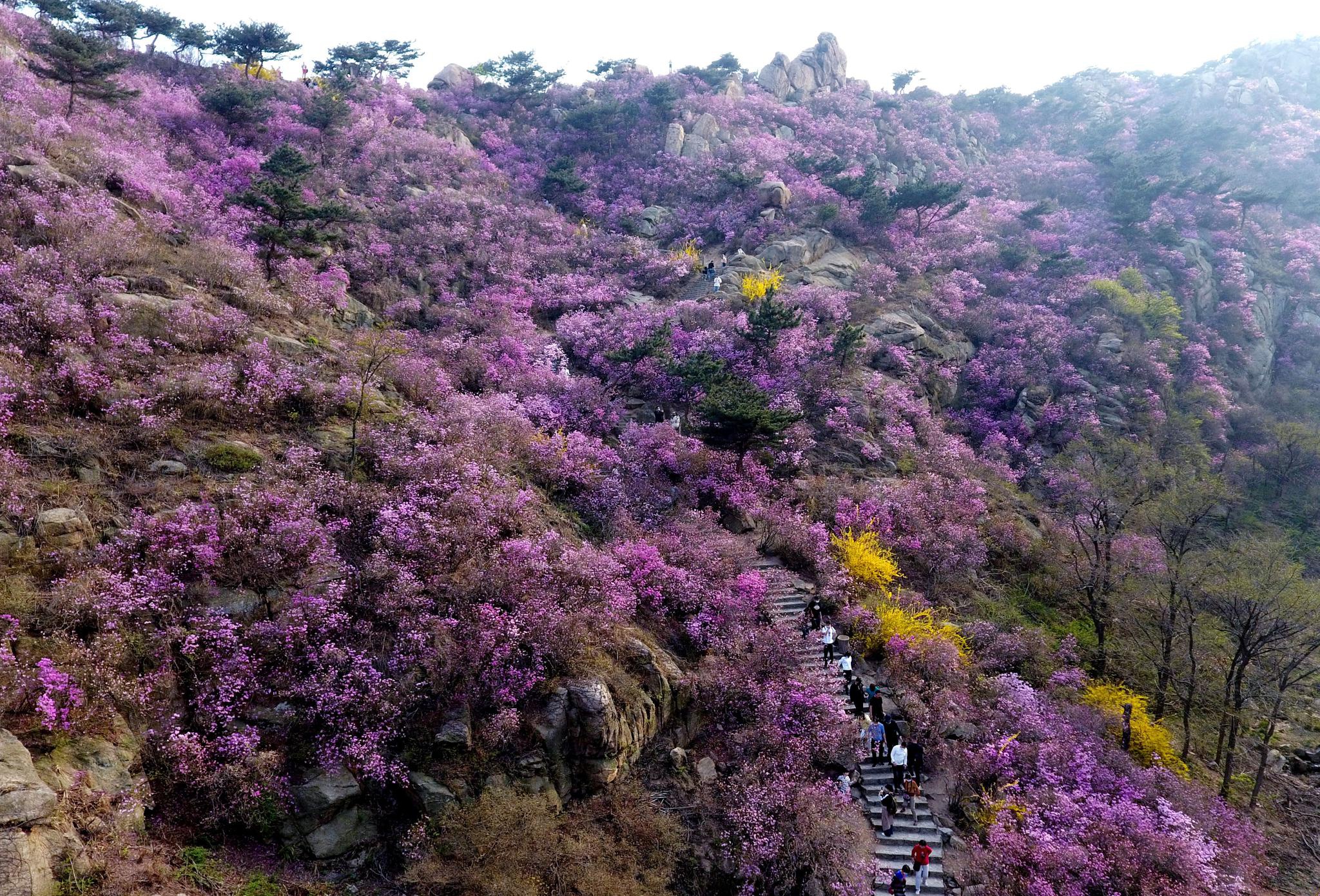 青岛大珠山:杜鹃花海漫山绽放