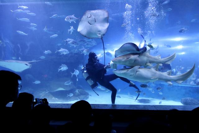 邯郸海洋世界里的快乐假期