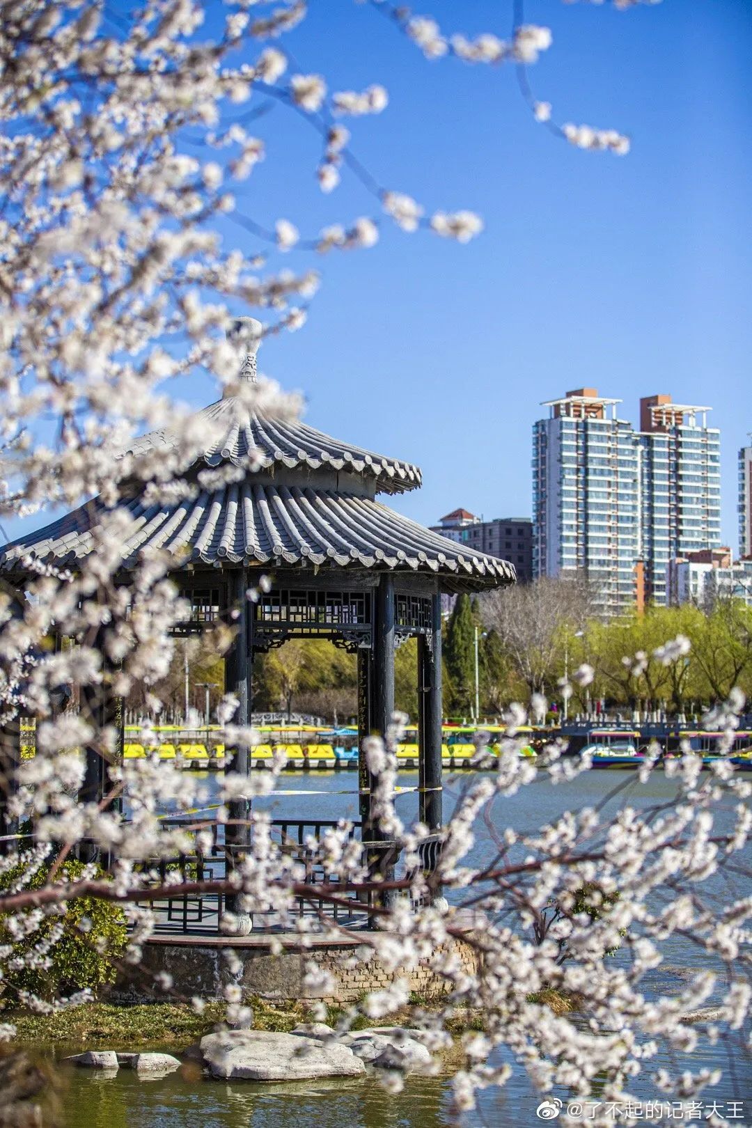 我把天津的春天揉进40张照片里了……|桃花堤|摄影|天津_新浪新闻