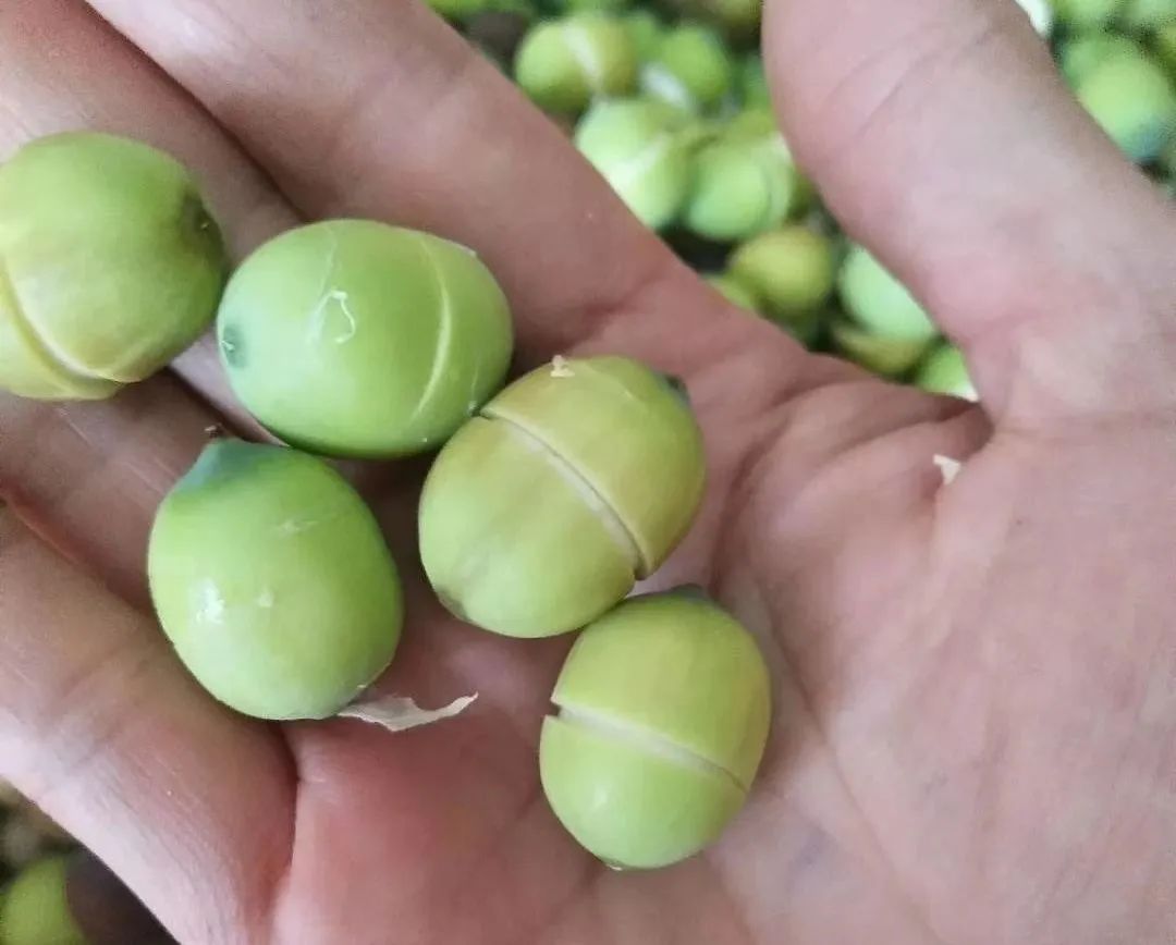 "以花为媒"博罗石坝三嘉村走出乡村振兴新路子