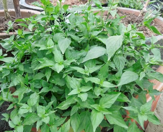 客家人煲汤常用的药根，你都认识吗？