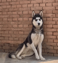 网友给哈士奇拍照,没想到狗子表现得特别沙雕,哭笑不得!