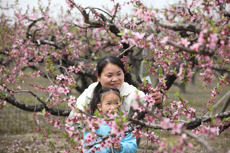 申城“世外桃源”：奉贤吴房村，桃花笑迎客