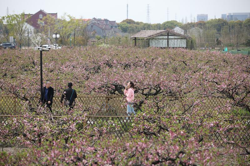 申城“世外桃源”：奉贤吴房村，桃花笑迎客