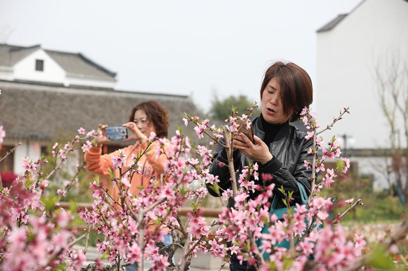 申城“世外桃源”：奉贤吴房村，桃花笑迎客