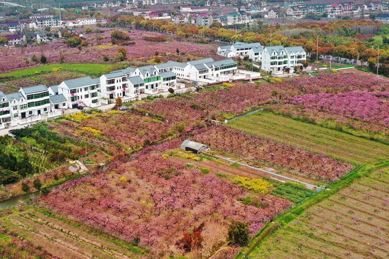 申城“世外桃源”：奉贤吴房村，桃花笑迎客