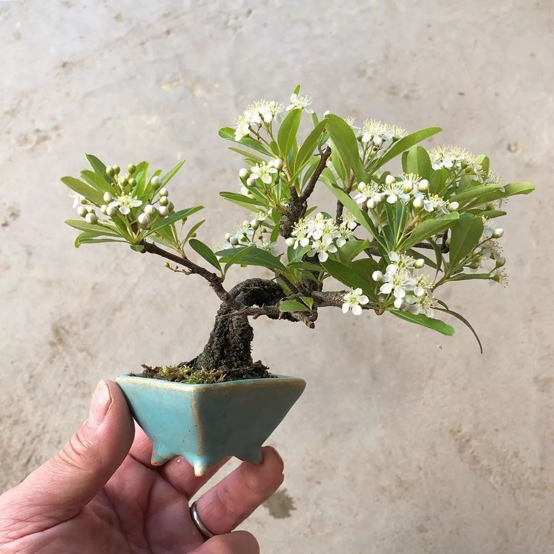 迷你的盆景艺术,小树开花