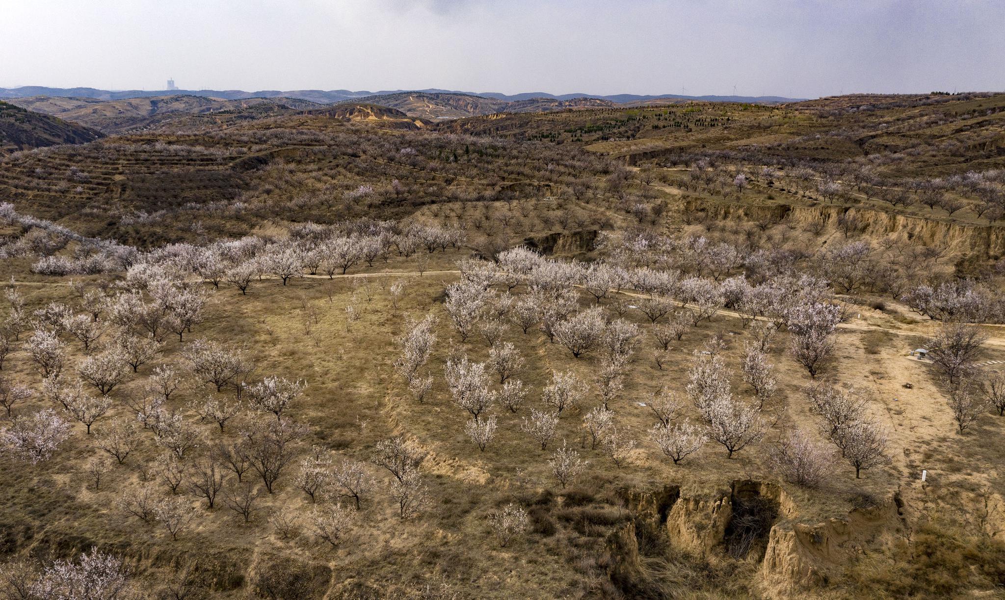 陕西榆阳:黄土高坡杏花开