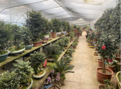 大规模种植基地 助力亿友佳绿植园艺打造顶级园艺品牌