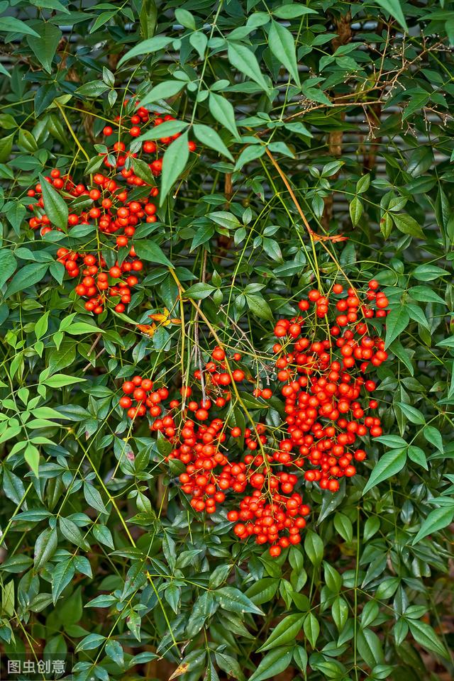 南天竹,别名:南天竺,红杷子,天烛子,红枸子,钻石黄,天竹,兰竹;拉丁文