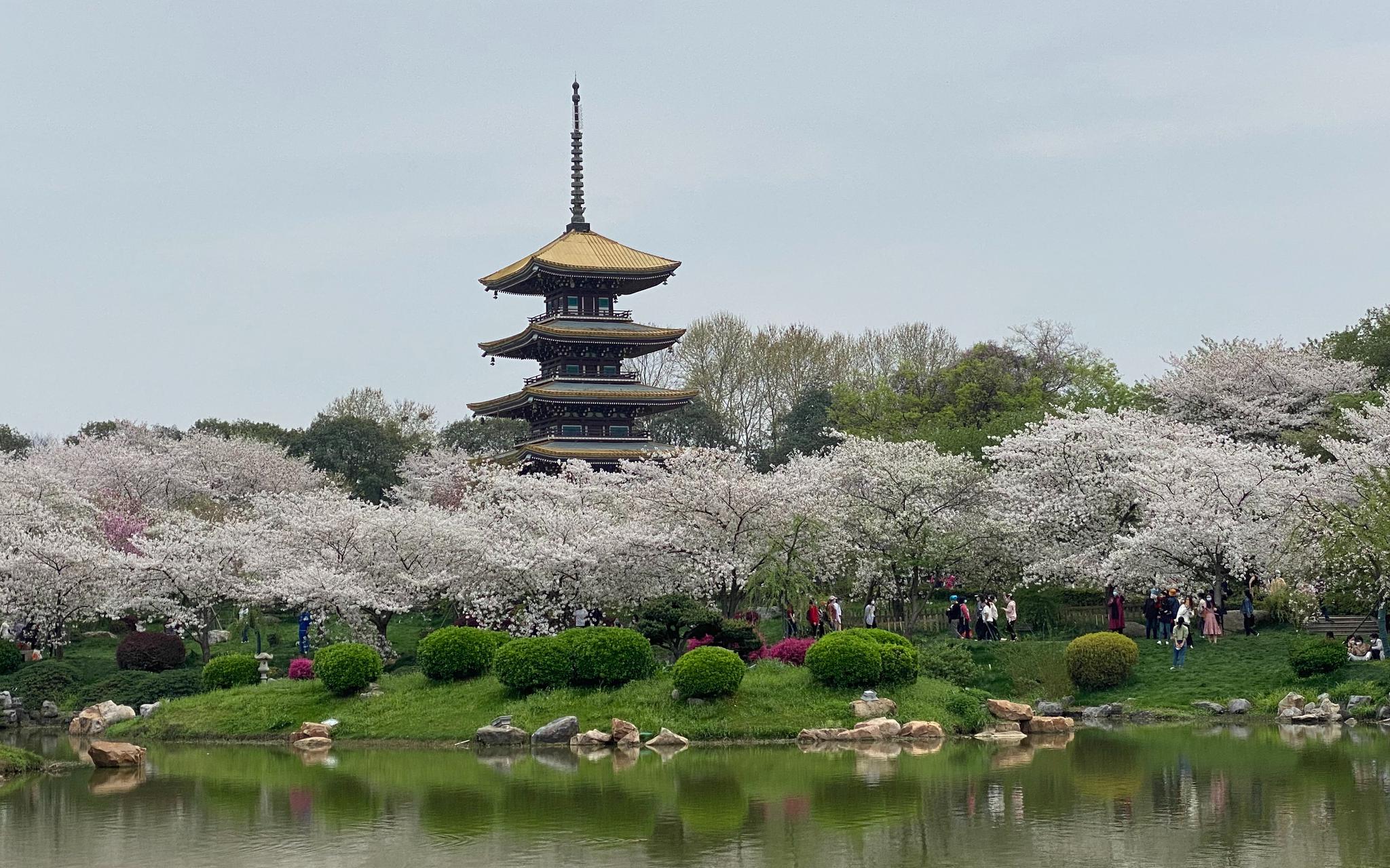 3月24日,武汉东湖磨山樱园里,援鄂医护人员们正在赏樱花.受访者供图