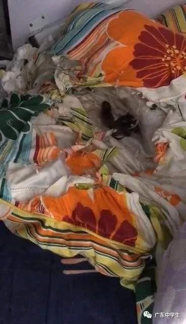 还不开学,大学宿舍要变成老鼠窝了!