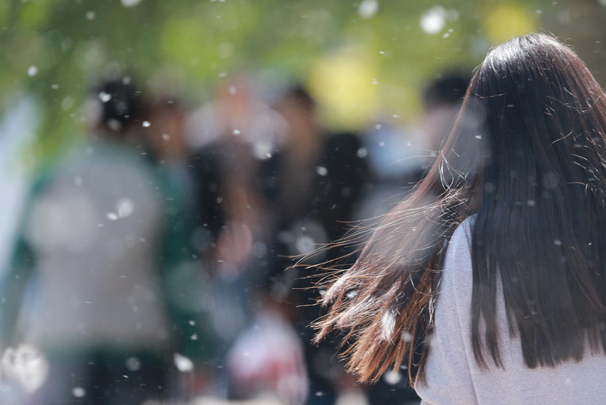 北京今年杨柳飞絮将有三个高发期