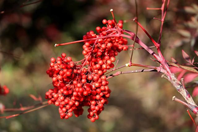 身边的草药--南天竹