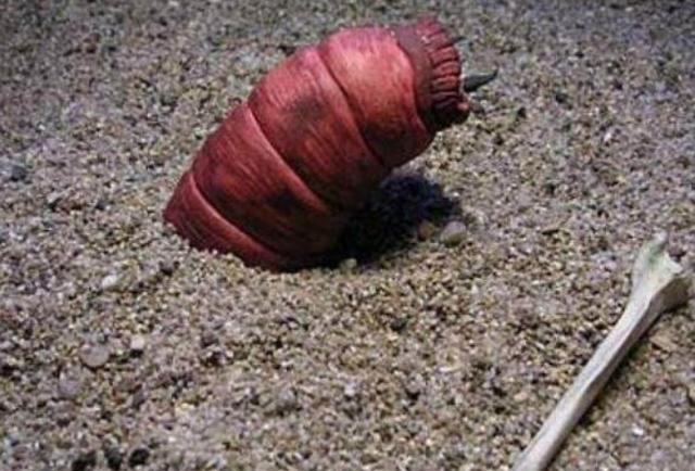 揭秘蒙古死亡蠕虫:沙漠中的未知生物,真的存在吗?