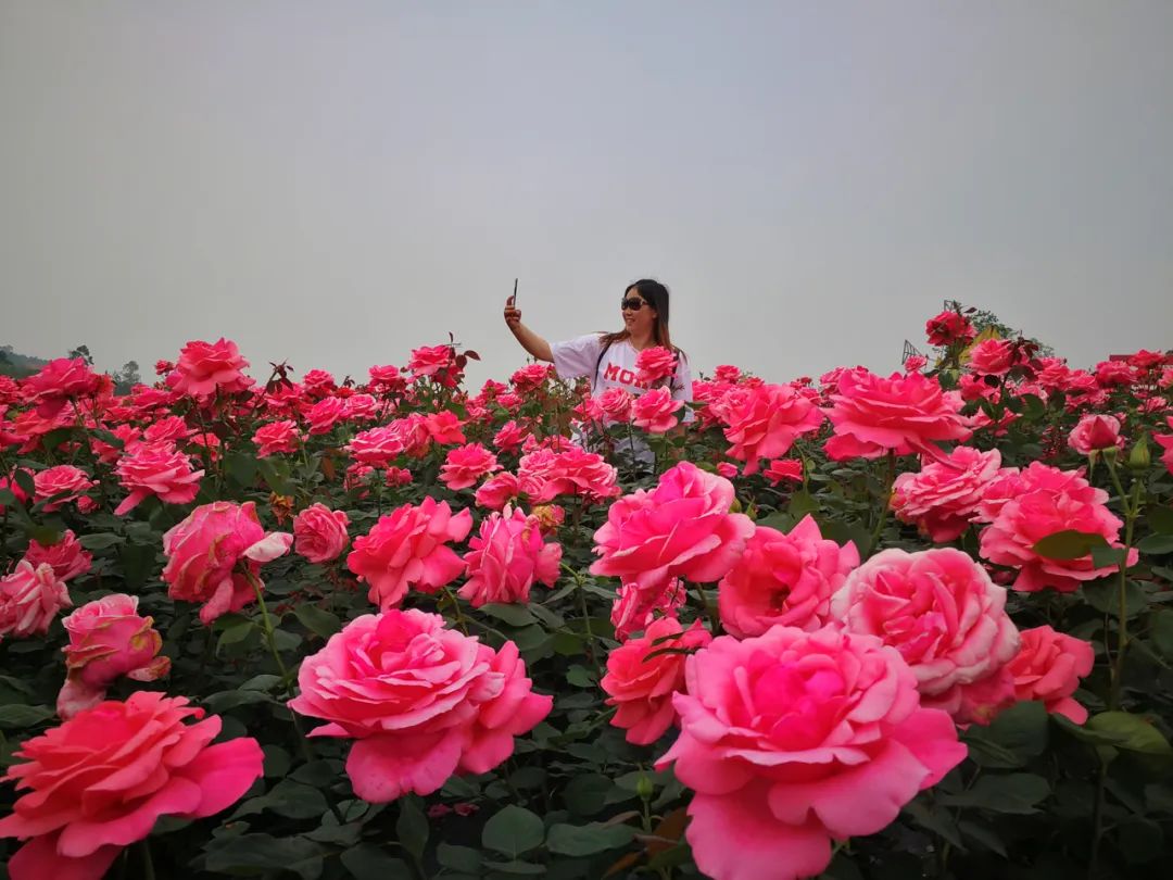 门票无限送!内江千亩玫瑰花海即将绽放!颜值超"5a"!