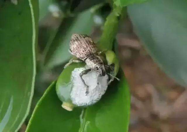 柑橘害虫症状辨识与农药使用参考,囊括了柑橘大部分虫害