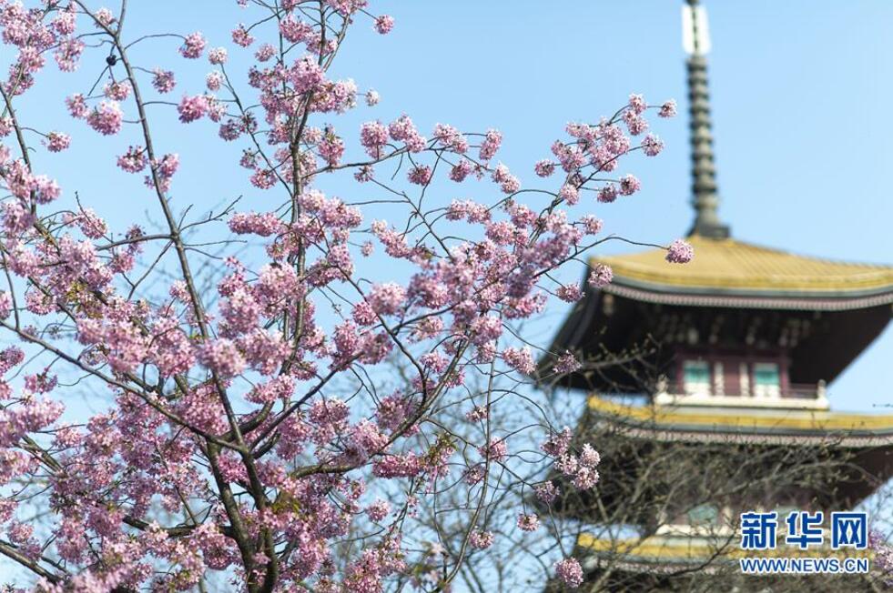 这是3月14日拍摄的武汉东湖磨山樱园景色。 近日气温渐升，武汉东湖磨山樱园里的樱花渐次盛开，带来春天的气息。 新华社记者 熊琦 摄