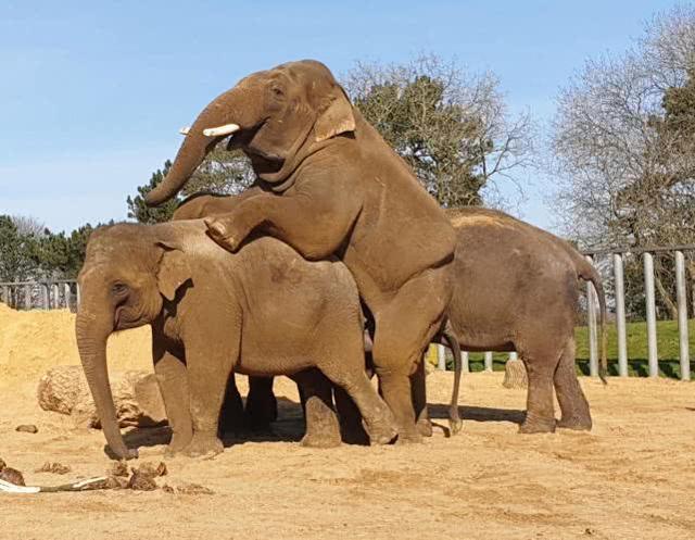 英国动物园关闭,大象没人打扰安心交配享受隔离时光,惹网友羡慕