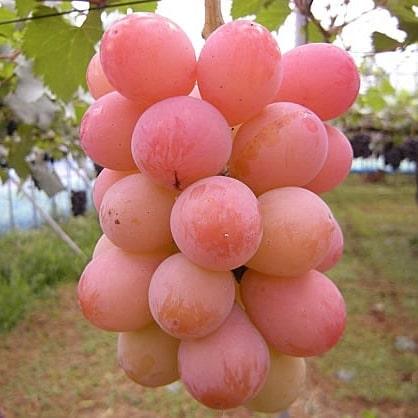 日本农户种植的妮娜女皇葡萄,犹如粉色的少女