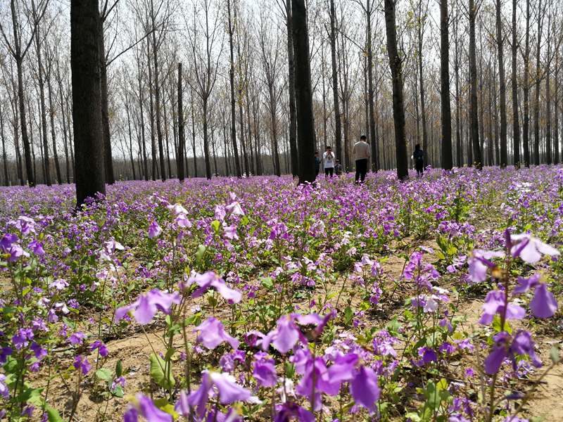 河南民权申甘林带花海醉游人