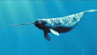 王信强北极厚厚的冰层之下,生活着一种长相奇异的鱼类.