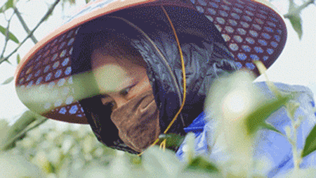 沅江私人工作室新茶靠谱吗