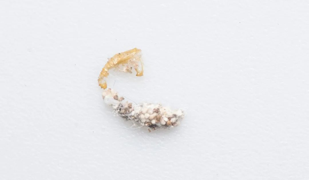 家里能有多少种幺蛾子?