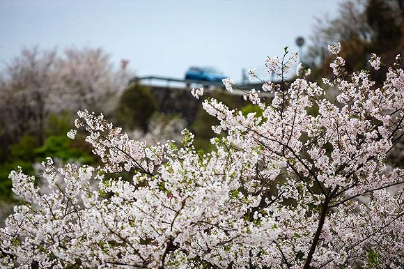 宁波四明山的高山樱花开了,本周末将迎来最佳观赏期