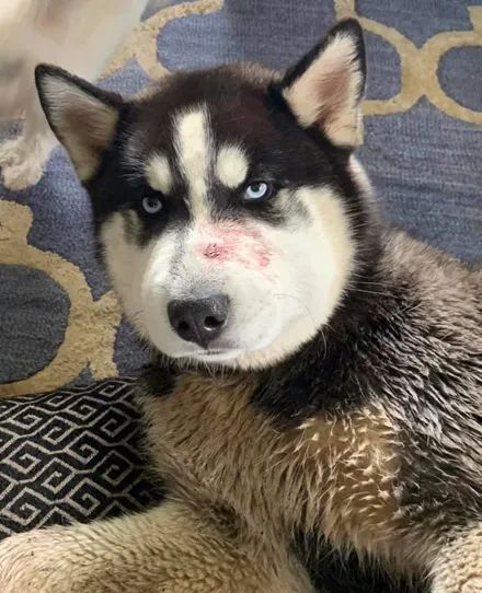 哈士奇被毒蛇咬了一口,结果整只狗都变形了,画面不忍直视!