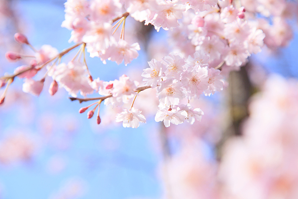 颜值圈粉!这些零食都刷了上樱花色,补偿性消费走一波?