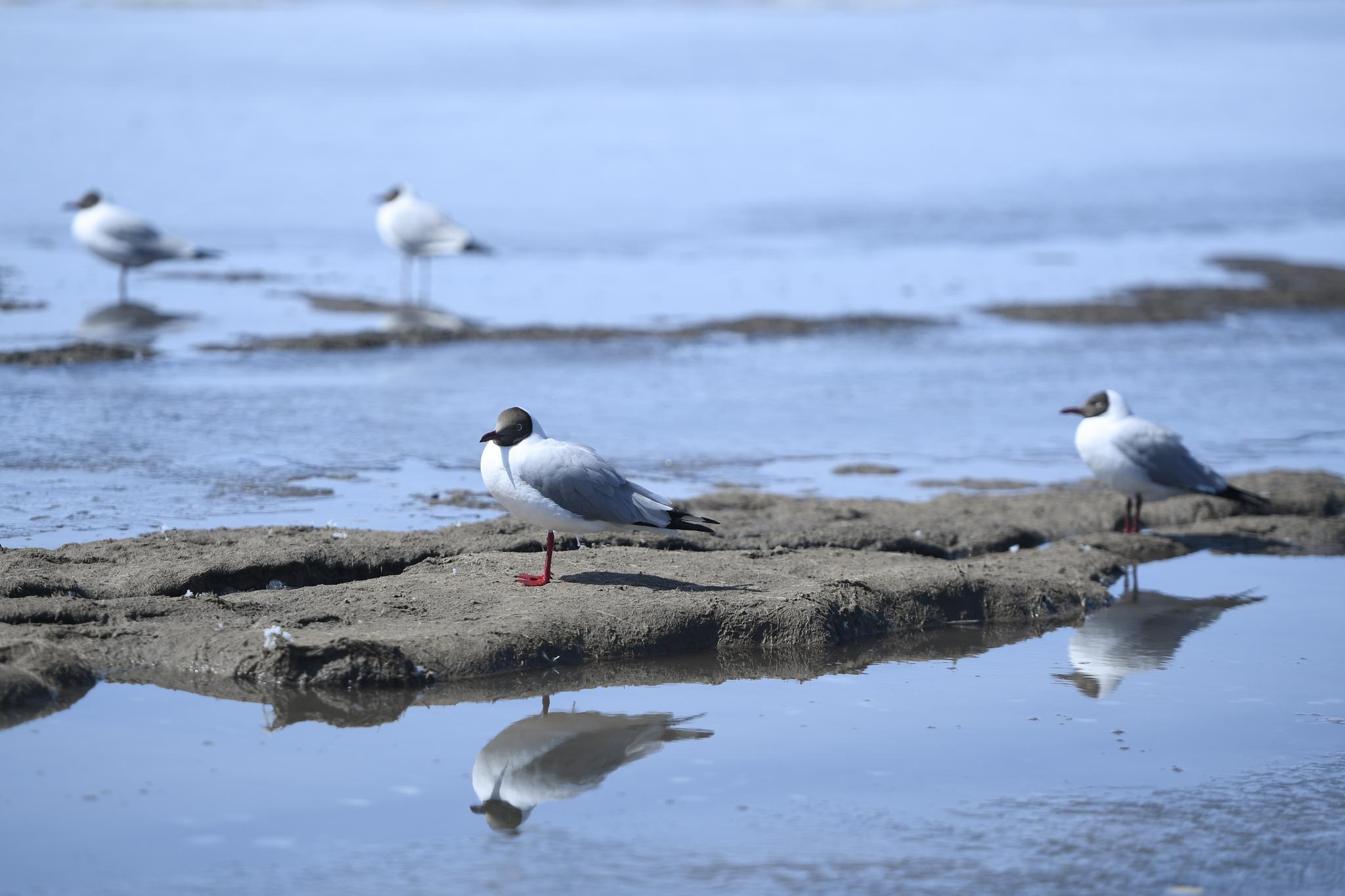 青海湖的棕头鸥