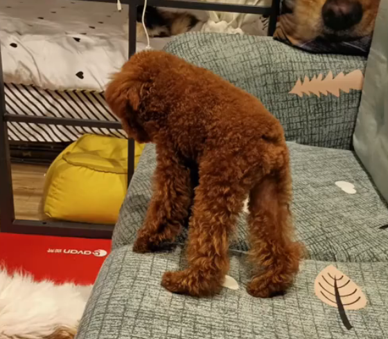 深圳有一条没有脖子的狗狗爆火网络网友两厢紧凑型的狗既好笑又心疼