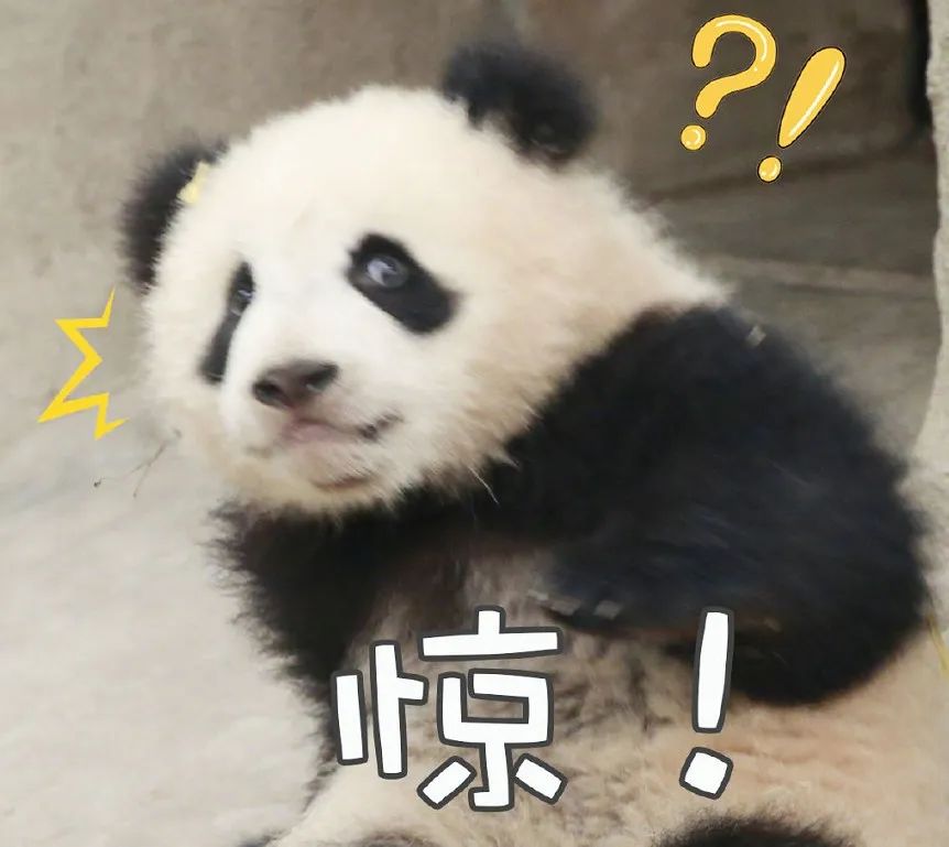 高清熊猫震惊图片
