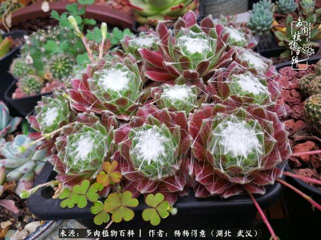 红粉台阁紫乐乙女心这盆春萌开花很漂亮,勤快的姚姚掐花剑把它也掐了