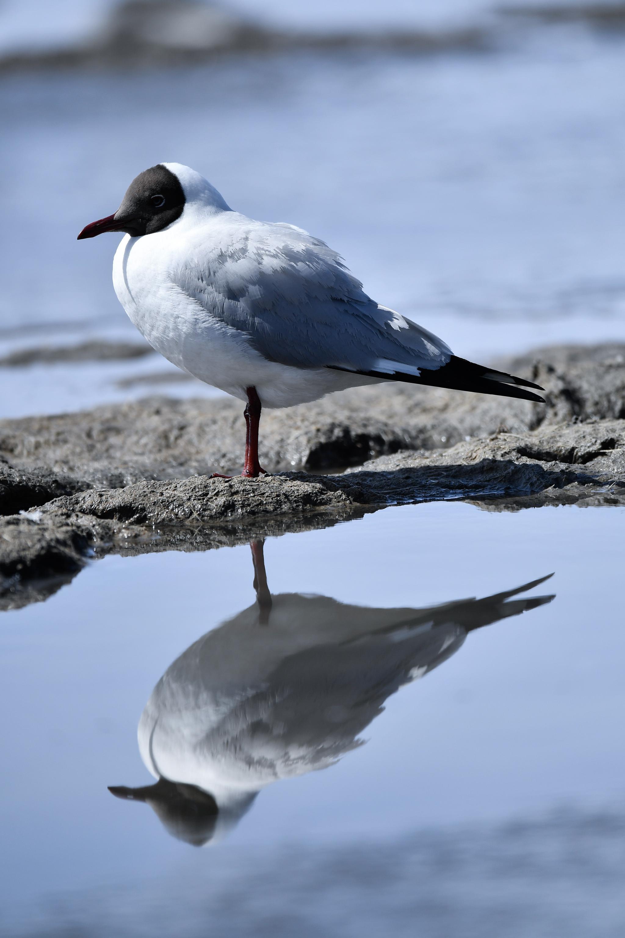 青海湖的棕头鸥