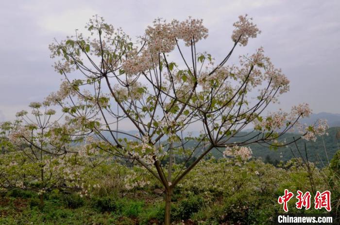 中南林业大学全排名_喜讯!中南林业科技大学农业科学学科进入ESI全球排(2)