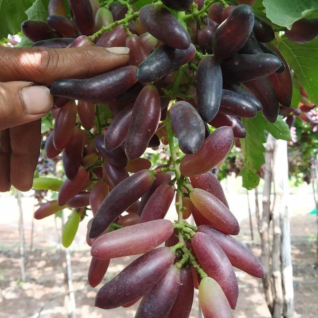 分享印度葡萄"jyoti seedless"