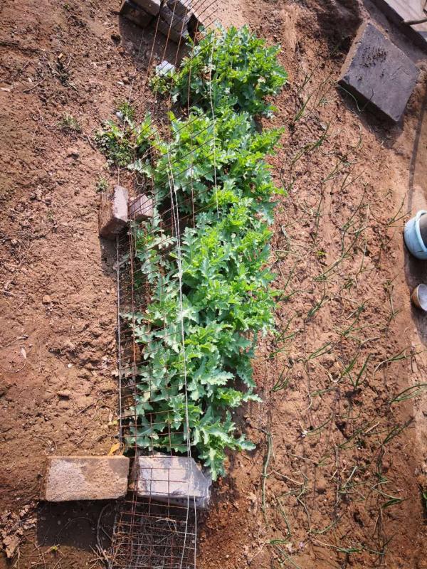 安阳一村民非法种植罂粟被处罚