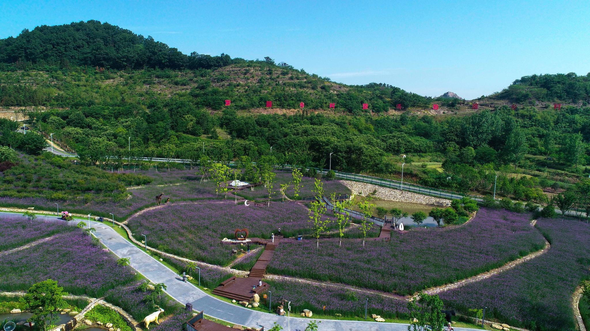 河南光山: 马鞭草花开醉游人