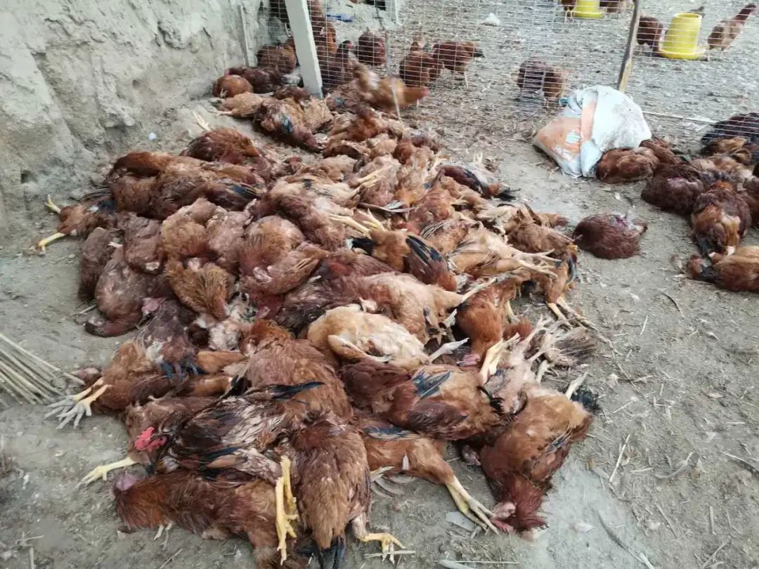 【社会】固原一村民家中近500只鸡死于非命,罪魁祸首可能是