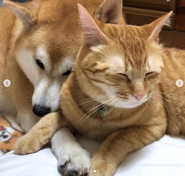 日本一柴犬以为自己是猫,每天和只橘猫混一起后,画风变成了这样