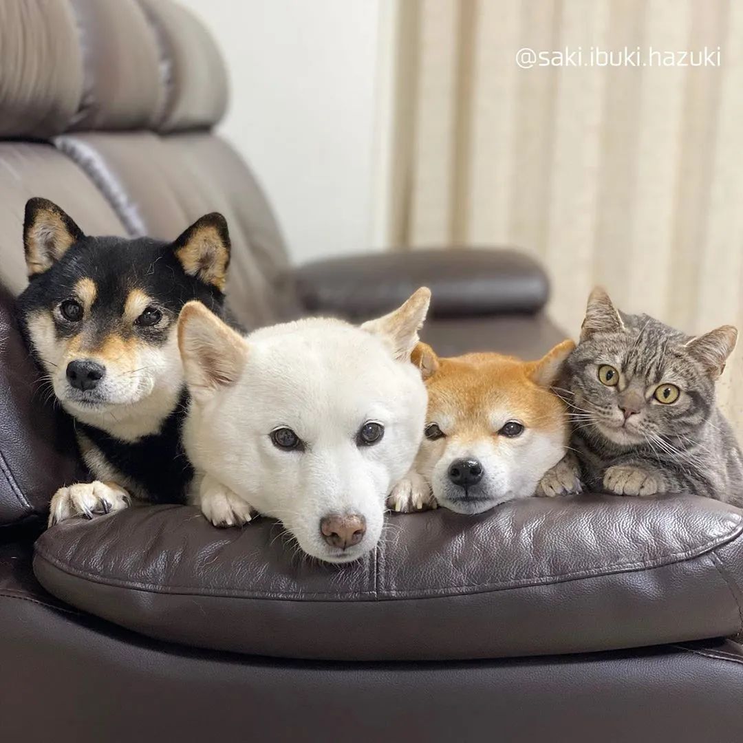 三只柴犬加一只奶喵,这每天的日常,是向往的生活了