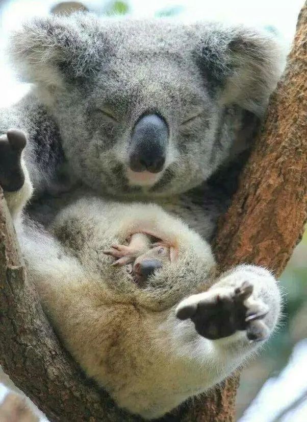 出来就撞树(树袋熊),或者在妈妈挖土打洞时吃一脸土(袋熊)的窘况了