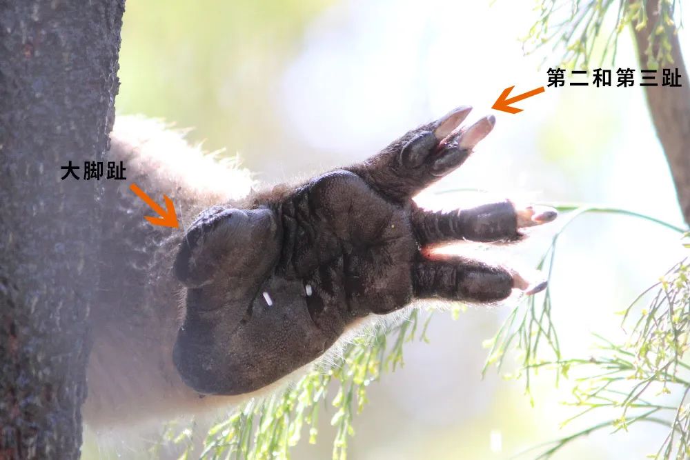 原来考拉妈妈的口袋朝后是方便孩子吃屎啊