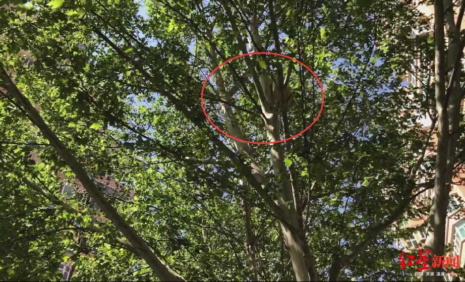 红星新闻网传北京一小区“鸟因拉屎被毁巢”！居民称传言夸大，园林局已展开调查
